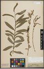 Foto von Salix purpurea L.